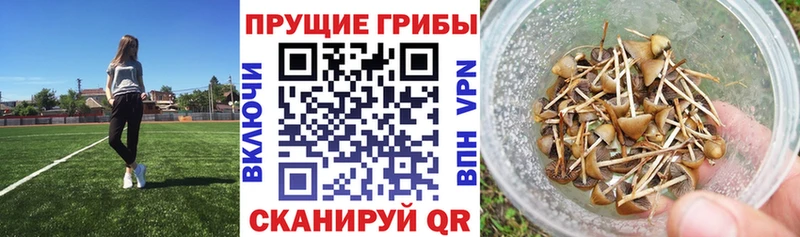 Галлюциногенные грибы Psilocybine cubensis  Покровск 